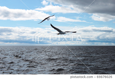 Seagull Lesser Black-backed Gull Larus fuscus few 69876026