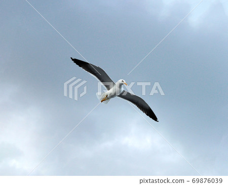 Seagull Lesser Black-backed Gull Larus fuscus one 69876039
