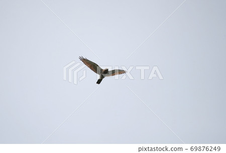 Flying young grey-faced buzzard 69876249
