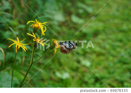 Asagi Madara吸吮Marubadakebuki的蜂蜜 Asagi Madara吸吮Marubadakebuki的蜂蜜 69876335