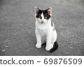 Black-white kitten sits on the pavement during the day. 69876509