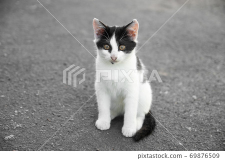 Black-white kitten sits on the pavement during the day. Black-white kitten sits on the pavement during the day. 69876509