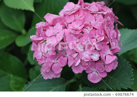  hydrangea 69876674