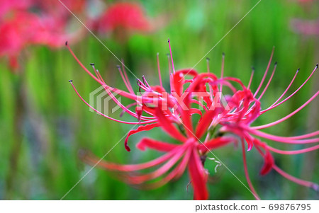 Cluster amaryllis_close-up Cluster amaryllis_close-up 69876795