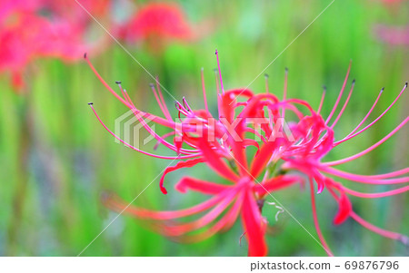 Cluster amaryllis_close-up Cluster amaryllis_close-up 69876796