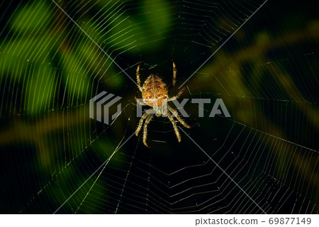 The spider climbs on the web. The spider climbs on the web. 69877149