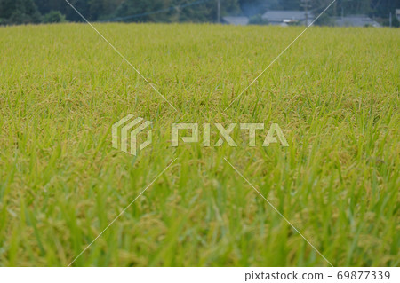Yellow rice ears growing in the countryside Yellow rice ears growing in the countryside 69877339