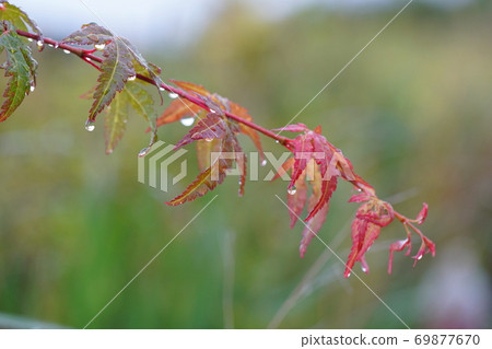 Maple leaf wet to the rain 69877670