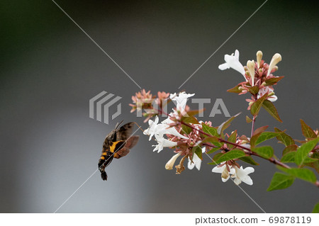 Hoshihojak hovering and sucking honey 69878119