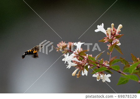 Hoshihojak hovering and sucking honey Hoshihojak hovering and sucking honey 69878120