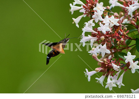 Hoshihojak hovering and sucking honey 69878121