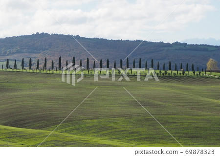 仿古線程雪松景觀 69878323