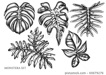 Vector set of hand drawn black and white monstera - Stock Illustration  [69879276] - PIXTA