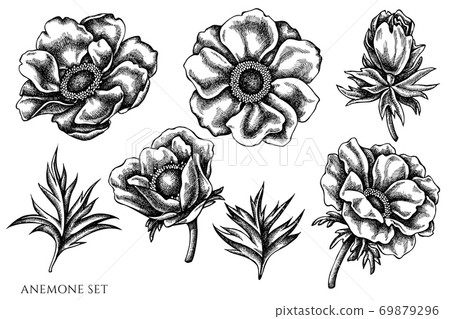 Vector set of hand drawn black and white anemone 69879296