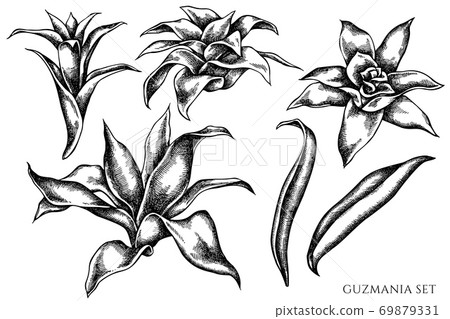 Vector set of hand drawn black and white guzmania Vector set of hand drawn black and white guzmania 69879331
