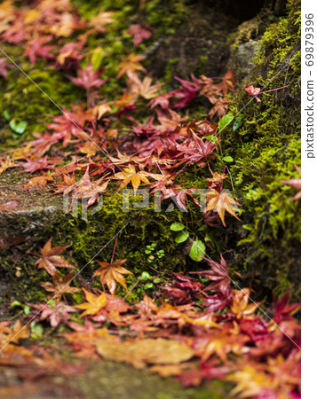 [秋天]楓葉，秋天的色彩，在雨天的秋葉的聚會5 69879396