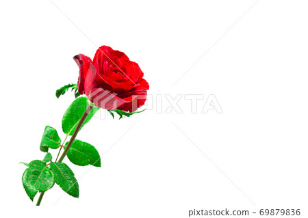 Red rose on a white background. Clipping path Red rose on a white background. Clipping path 69879836