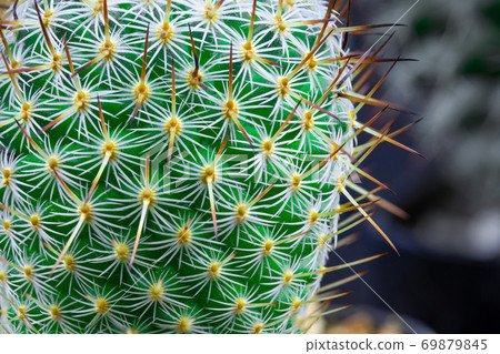 Close up view of a bright green cactus Close up view of a bright green cactus 69879845