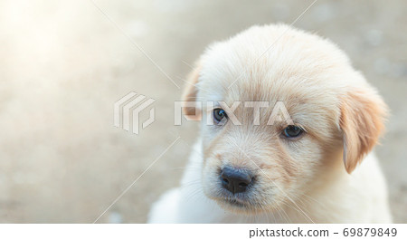Little puppy golden Retriever was staring 69879849