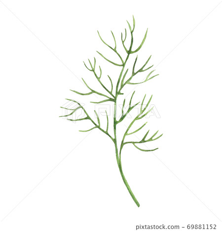 Watercolor green dill Watercolor green dill 69881152