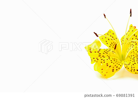 tiger Lily on a white background close-up. isolate 69881391