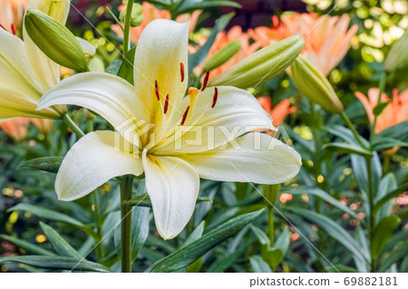 Lily flowers on a green background. flowers in the garden Lily flowers on a green background. flowers in the garden 69882181