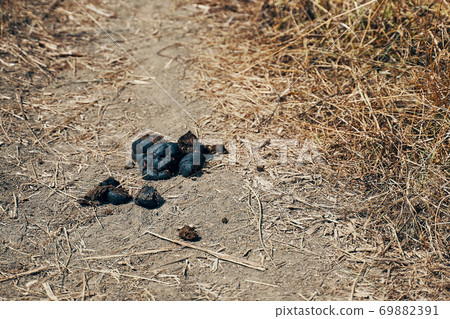 Fresh juicy pile of horse shit manure on the farm ground. 69882391