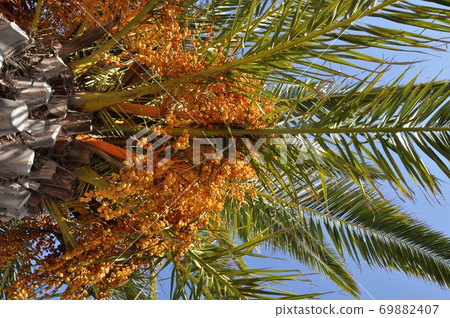 Date palm 69882407