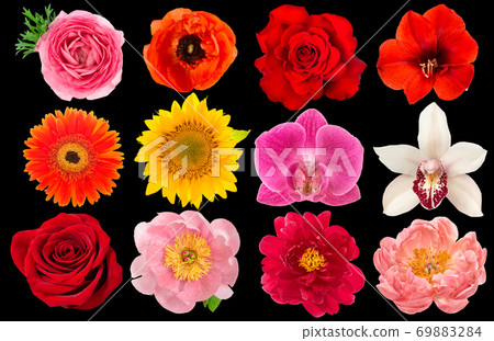 Single flower head Rose orchid peony sunflower ranunculus black Single flower head Rose orchid peony sunflower ranunculus black 69883284