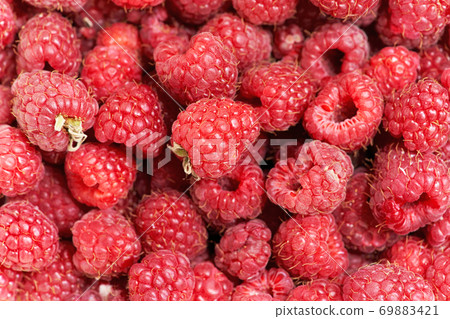 Many berries of red ripe raspberries close up 69883421