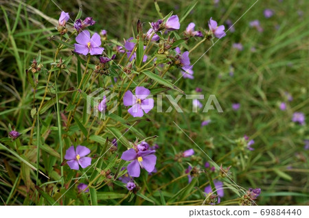 Himeno按鈕 69884440