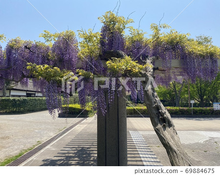 Wisteria trellis 69884675