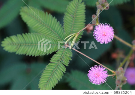 九月調布621 Ojigisou（熟草），豆科植物，慶應義Floral花卉園昂熱 69885204