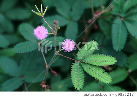 九月調布617 Ojigisou（睡草），豆科植物，慶應義Floral花卉園昂熱 69885212