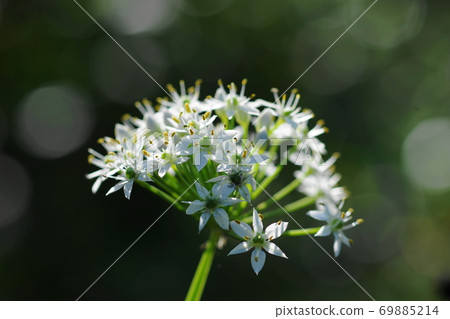 九月調布614 Nira（韭菜），Higanbana家族，慶應義Floral花卉園昂熱 69885214