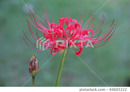 九月調布610 Higanbana(Higanbana),Higanbana家族,慶應義Floral花卉園昂熱 九月調布610 Higanbana(Higanbana),Higanbana家族,慶應義Floral花卉園昂熱 69885222