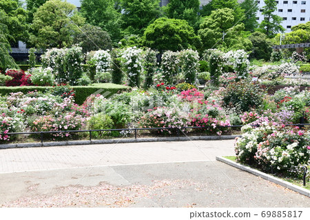 Flower field in Yokohama 69885817