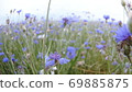 Camera moving through Meadow knapweed wildflowers in the summer field without people close up slow 69885875
