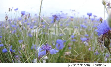 Camera moving through Meadow knapweed wildflowers in the summer field without people close up slow Camera moving through Meadow knapweed wildflowers in the summer field without people close up slow 69885875