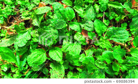 Scenery of the field where plantains grow 69886394