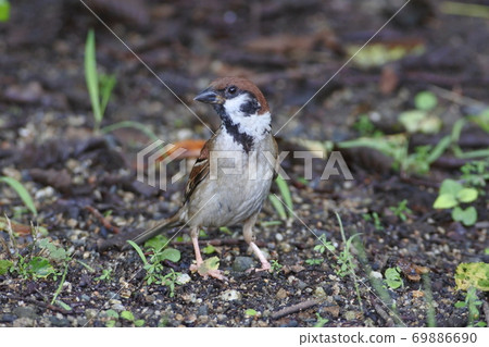 蜘蛛在地面上謹慎行走 蜘蛛在地面上謹慎行走 69886690