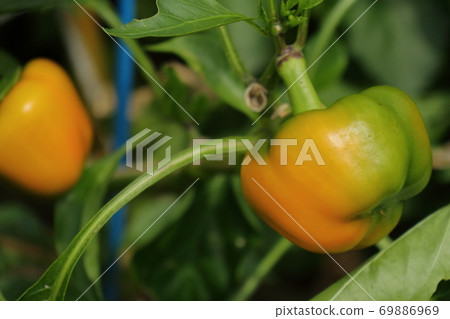 多彩的公用水果 多彩的公用水果 69886969