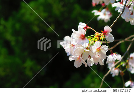 Cherry blossoms and blue sky scenery of Toda Sakurazumi (Toda City, Saitama Prefecture) (2020) Cherry blossoms and blue sky scenery of Toda Sakurazumi (Toda City, Saitama Prefecture) (2020) 69887127