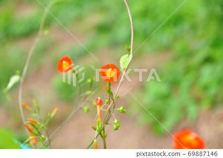 Vermilion flower of Ipomoea cocci Vermilion flower of Ipomoea cocci 69887146