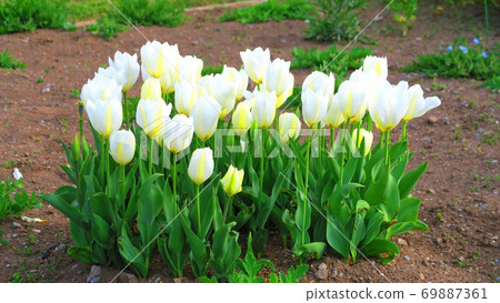 沙津公園（東京都足立區）的鬱金香園景 69887361