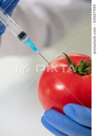 Gloved hands of contemporary scientific researcher injecting red ripe tomato 69887499