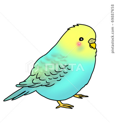 可愛的sexi長尾小鸚鵡 69887658