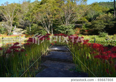 Gifu Daichiji cluster amaryllis 69887808