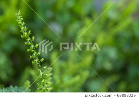 Shiso no Mi特寫 Shiso no Mi特寫 69888329