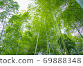 bamboo	 69888348